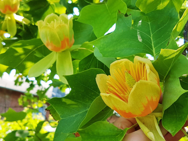 Liriodendron tulipifera - Amerikanischer Tulpenbaum